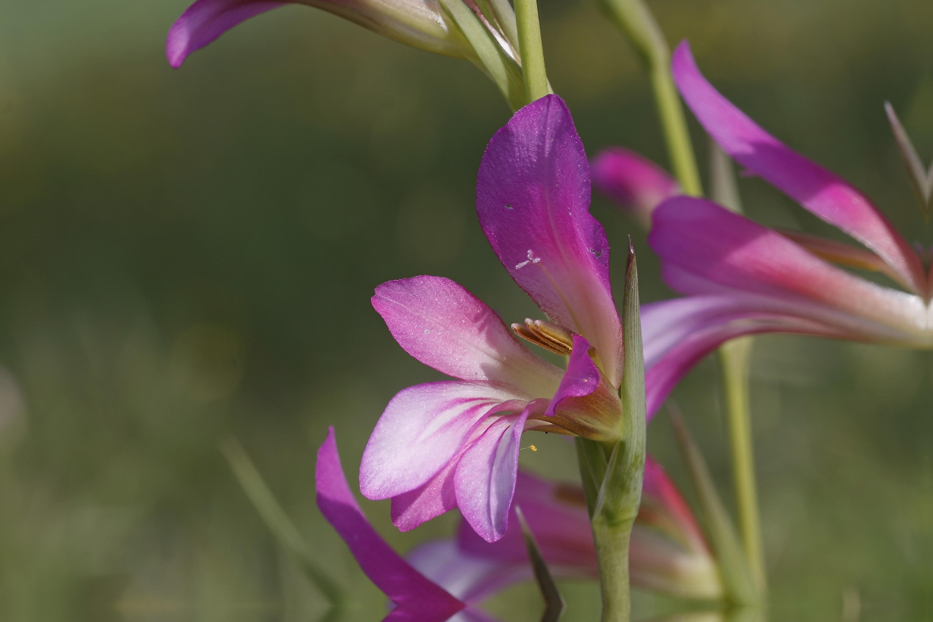 Grazie Focus stacking